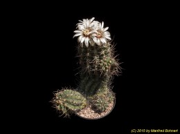 Gymnocalycium oenanthemum 413